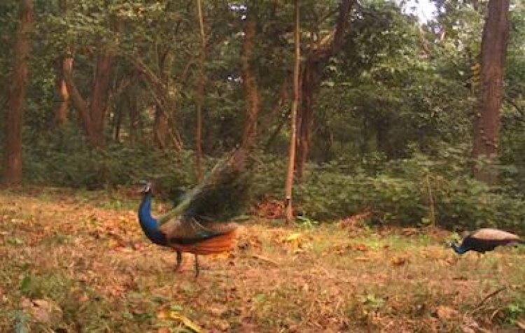 बिहार : वाल्मिकी टाईगर रिजर्व में बढ़ रही है  राष्ट्रीय पक्षी मोर की  संख्या , पर्यटकों में आनंद
