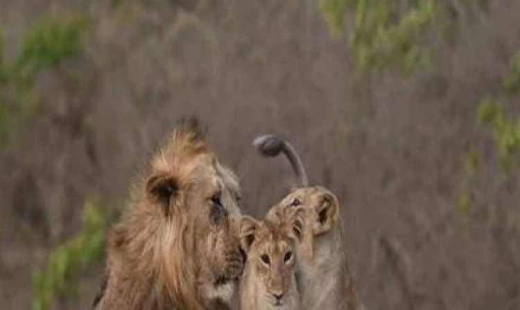 राजगीर सफारी और पटना जू की शोभा बढ़ाएंगें गुजरात के गिर से आए छह शेर