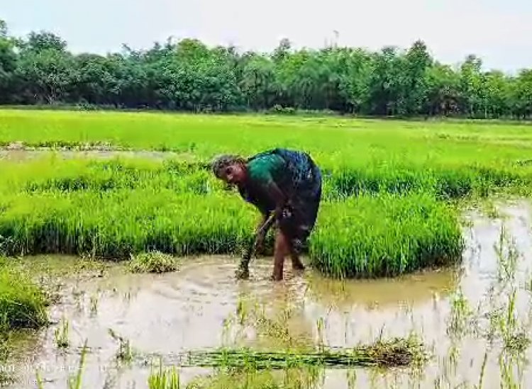 मोतिहारी में बारिश से किसान खुश, फसलों को पहुंचेगा फायदा 