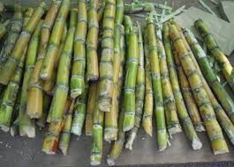 Sugarcane Juice: गर्मियों का सुपर एनर्जी ड्रिंक, पाचन से लेकर पीलिया तक की समस्याओं में फायदेमंद
