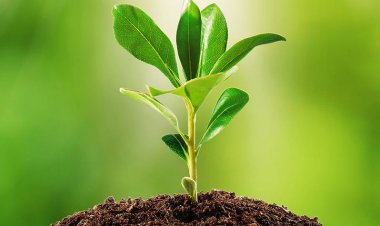 तनाव और बीमारी से पौधों को बचने के लिए टिका