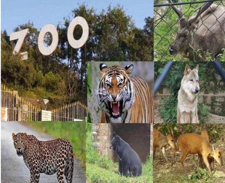 ठंड से बचाने के लिए Nainital Zoo के जानवरों को दिया जाएगा मल्टी विटामिन, डाइट भी बदला