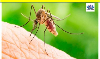 मच्छरों के आतंक से परेशान हैं तो करें ये काम