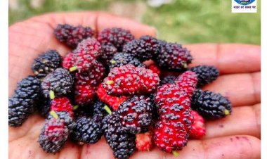 शहतूत के छोटे से फल में छुपे हैं बड़े औषधीय गुण