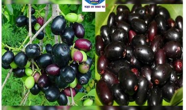 शुगर कंट्रोल करने में माहिर है जामुन फल, गर्मियों के दिनों में जरूर खाएं