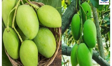 गर्मियों में शरीर के लिए फायदेमंद होता है आम, इन समस्याओं को करता है दूर