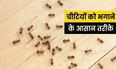 चींटियों ने घर के कोने-कोने में जमा लिया है कब्जा? आजमाएं ये आसान घरेलू उपाय