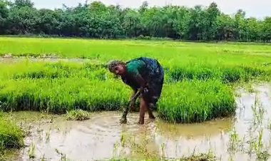 मोतिहारी में बारिश से किसान खुश, फसलों को पहुंचेगा फायदा 