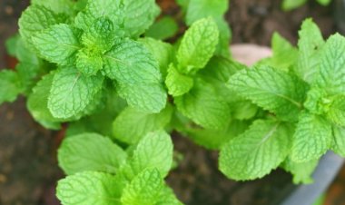 Pudina Benefits: इन गंभीर बीमारियों को खत्म करता है पुदीना, जानें गजब फायदे