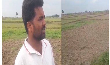 औरंगाबाद के कई प्रखंडो में सुखाड़ से किसानों में मचा हाहाकार 