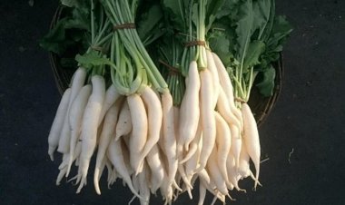 Radish Health Benefits: जानिए मूली खाने का सही समय और तरीका, फिर न बनेगी गैस 