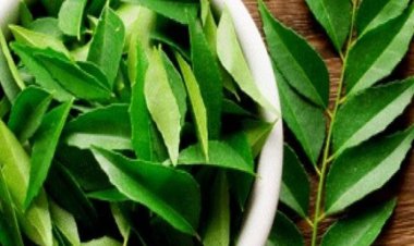सुबह खाली पेट खा लीजिए 5 करी के पत्ते, दूर हो जाएंगी ये 5 बीमारियां