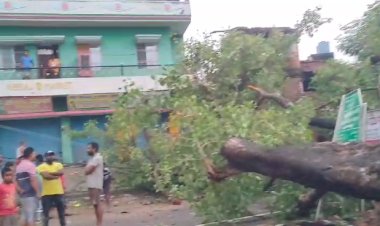 गया में तेज बारिश और आंधी के कारण गिरा विशाल पीपल का वृक्ष, बाल बाल बच्चे लोग