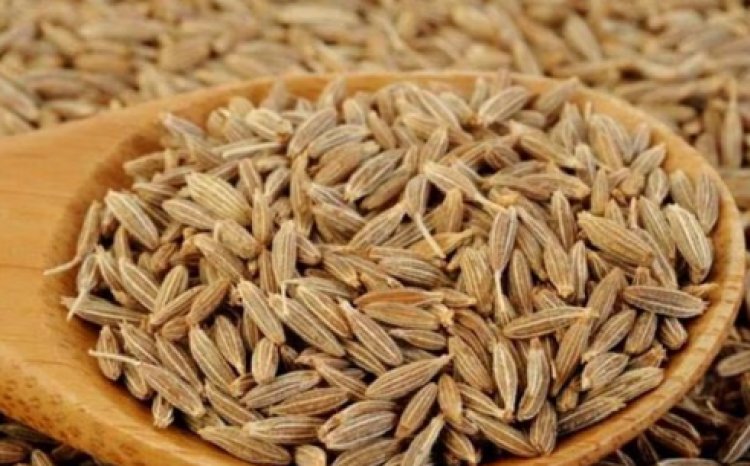 Cumin Powder Benefits: पाचन से लेकर भूख बढ़ाने तक, जानें जीरा पाउडर के सेवन से होने वाले फायदे