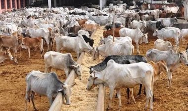 उत्तर प्रदेश में गोशालाओं को आत्मनिर्भर बनाने की पहल: ‘Cow Tourism’ और स्थानीय रोजगार को मिलेगी नई पहचान