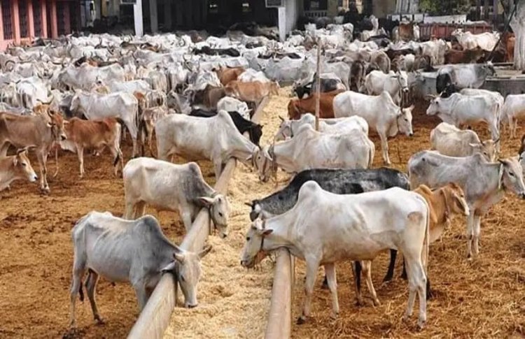 उत्तर प्रदेश में गोशालाओं को आत्मनिर्भर बनाने की पहल: ‘Cow Tourism’ और स्थानीय रोजगार को मिलेगी नई पहचान
